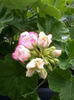 Appleblossom Rosebud