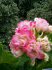 Appleblossom Rosebud