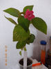 kohleria sunna