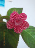 kohleria sunna