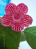 kohleria sunna