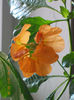 crossandra