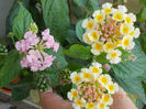 lantana camara