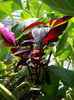 alternanthera