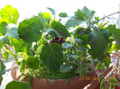 grup-coltunasi, plectranthus, datura..