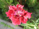 Dianthus chinensis (2013, June 18)