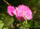 Dianthus chinensis (2013, June 23)