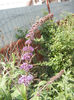 Buddleja davidii Purple (2013, Jun.23)