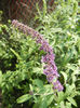 Buddleja davidii Purple (2013, Jun.23)