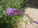 Buddleja davidii Purple (2013, Jun.23)