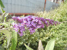 Buddleja davidii Purple (2013, Jun.23)