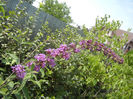 Buddleja davidii Purple (2013, Jun.23)