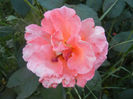 Rose Artistry (2013, June 20)