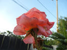 Rose Artistry (2013, June 20)