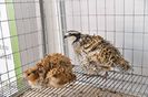 prepelite bobwhite ornamentale  expo transilvania prepelite japoneze pui stand expozitie prepelite _