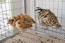 prepelite bobwhite ornamentale  expo transilvania prepelite japoneze pui stand expozitie prepelite _