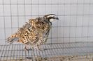 prepelite bobwhite ornamentale  expo transilvania prepelite japoneze pui stand expozitie prepelite _