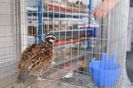 prepelite bobwhite ornamentale  expo transilvania prepelite japoneze pui stand expozitie prepelite _