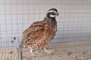 prepelite bobwhite ornamentale  expo transilvania prepelite japoneze pui stand expozitie prepelite _