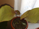 calathea mamicutzdave