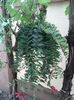 aeschynanthus caroline