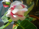 DSCN4471