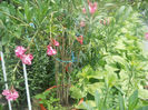 DSCN4477