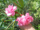 DSCN4478