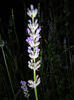 Lavanda