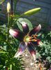 Lilium Netty's Pride