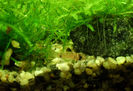 pui Corydoras Panda o luna jumate