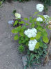 hortensia alba