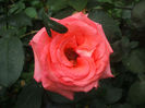 DSCF2831
