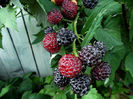 Rubus Occidentalis