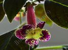Kohleria Mary (ni)