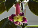 Kohleria Mary (ni)