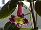Kohleria Mary (ni)