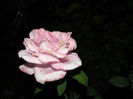 DSCN3698