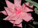 DSCN3707