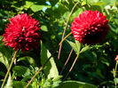 DSCN3735