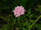 DSCN3739