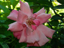 DSCN3740
