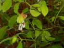 DSCN3742