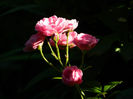 DSCN3749
