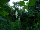 DSCN3774