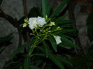 DSCN3780