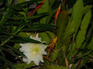 DSCN3781