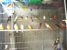 canari la cuib 2013 144
