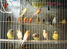 canari la cuib 2013 147