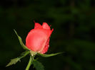 DSCN3856
